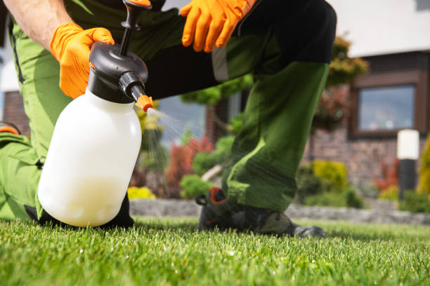 Best Termite Control Services  in Chico, TX