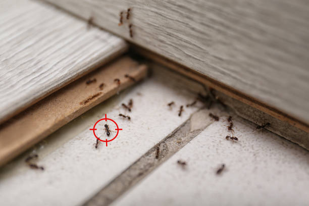 Best Flea Control Services  in Chico, TX