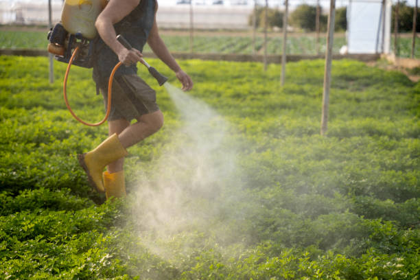 Best Residential Pest Control  in Chico, TX