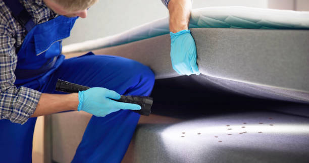 Wasp Removal Services in Chico, TX