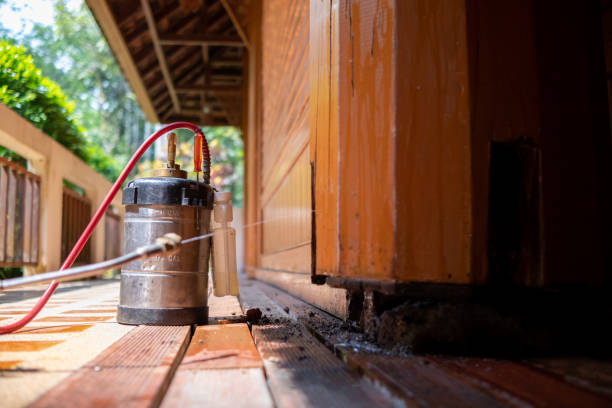 Best Local Pest Control Services  in Chico, TX