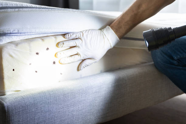 Best Pest Prevention Services  in Chico, TX