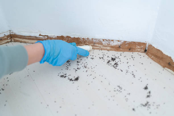 Best Affordable Pest Control Services  in Chico, TX